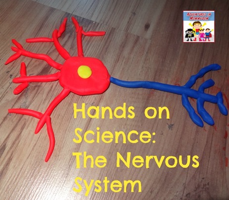 Hands on Science the nervous system