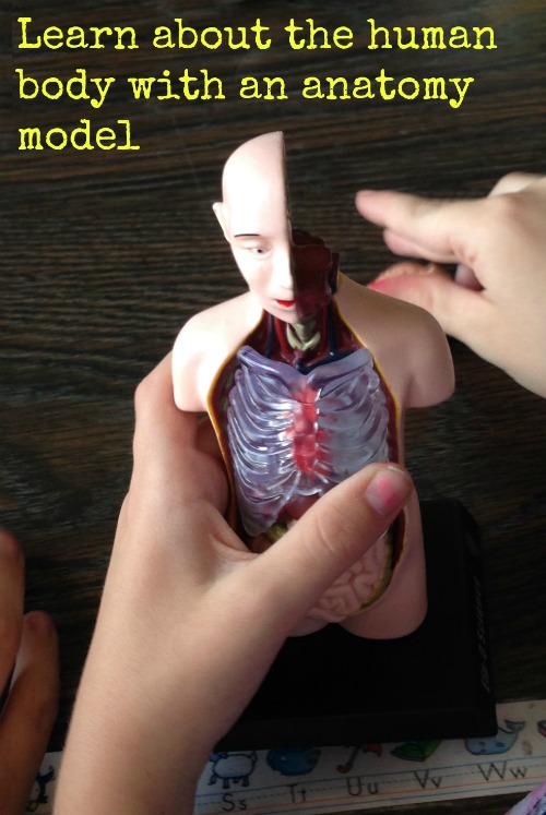 great anatomy model for kids