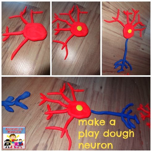 make a play dough neuron