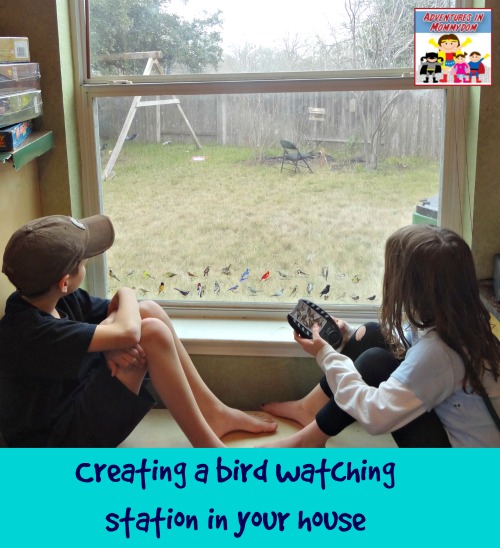 creating a bird watching station in your house