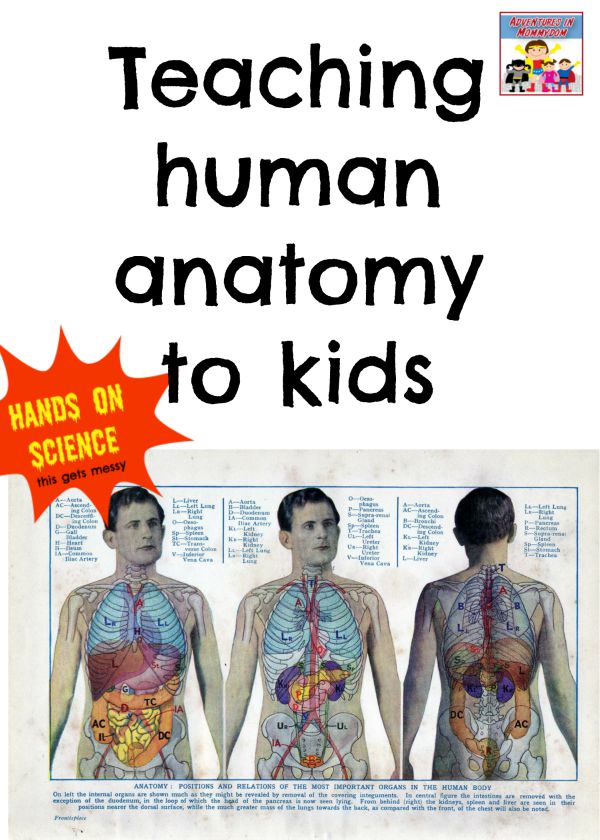 Human anatomy ideas for kids