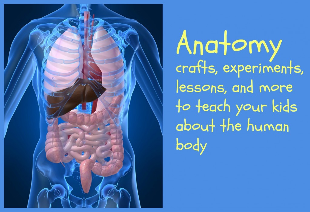 anatomy pinterest board