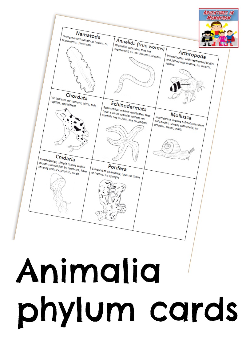 animal phylum cards for animal classification lesson
