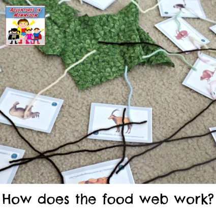 food web lesson