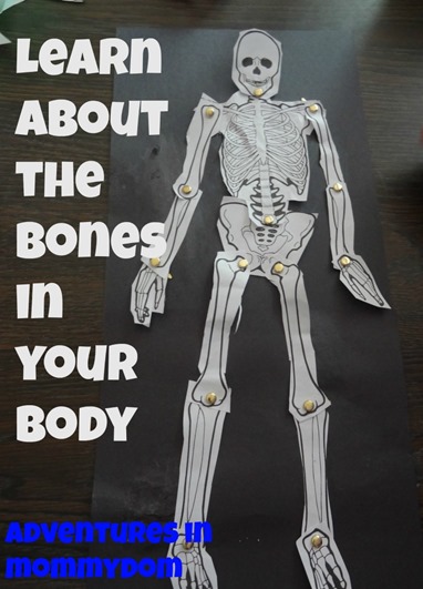 learning about the bones in your body